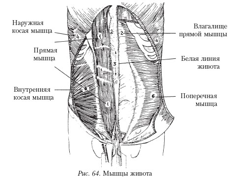 Где находиться косая линия