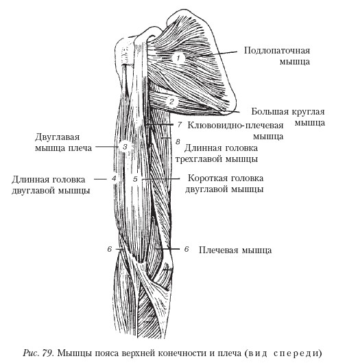 Мышцы руки схема анатомия