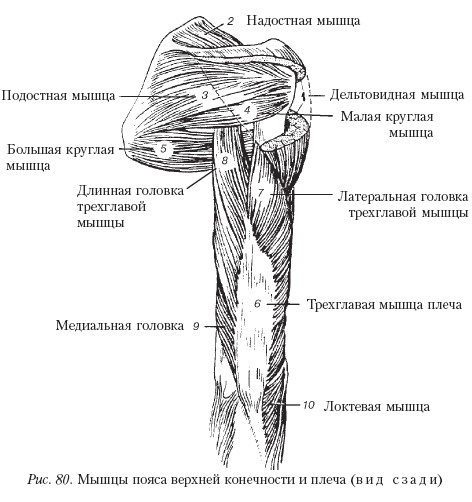 Схема прикрепления мышц плеча