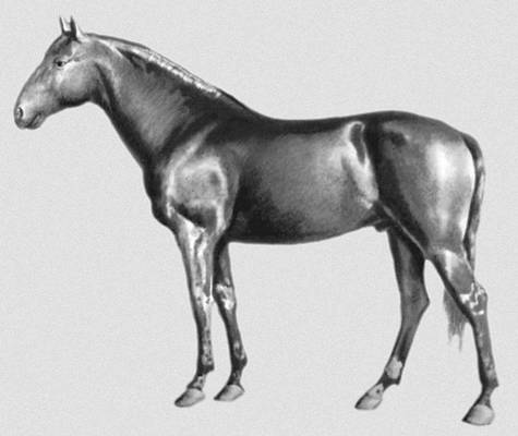 Стандарт породы кабардинская фрагмент. Ногайская порода лошадей. Кабардинская порода лошадей рисунок. Кабардинский скакун. Лошадь Кабардинской породы Графика.