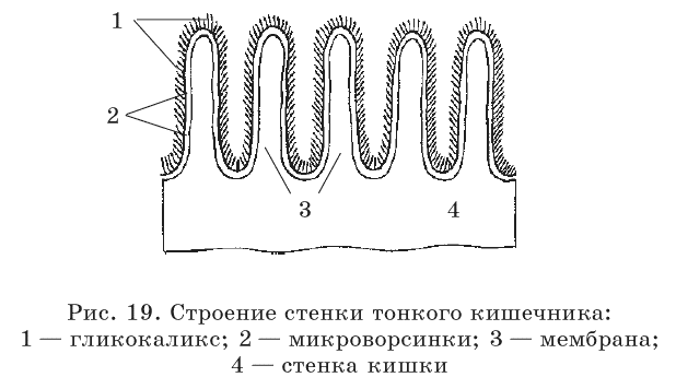 Микроворсинки тонкой кишки рисунок