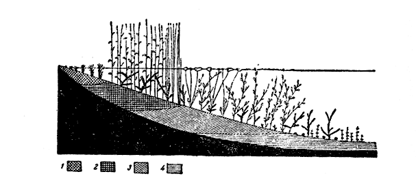 Схема зарастания озера