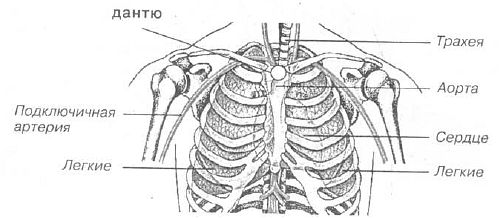 Верхней грудной точки. Симпу и Дантю точки. Органы грудной клетки человека. Органы грудной клетки рисунок.