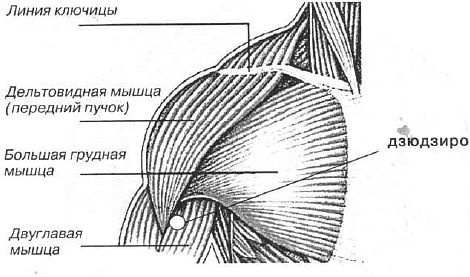 Передний пучок дельтовидной мышцы