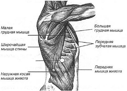 Мышцы туловища