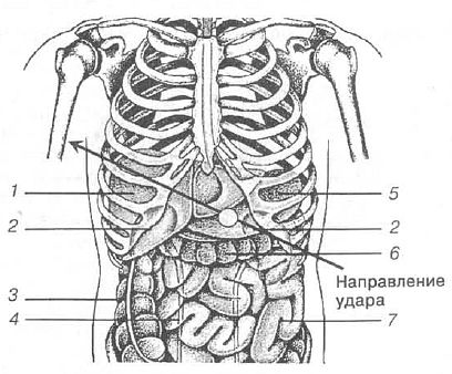 Рисунок внутренних органов человека брюшной полости