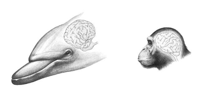 Схема строения головного мозга дельфина