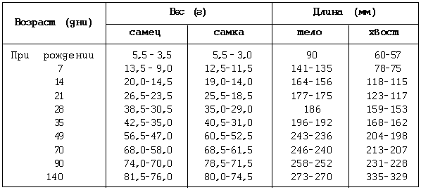 Вес и размер крысы от маленькой до взрослой - таблица по …