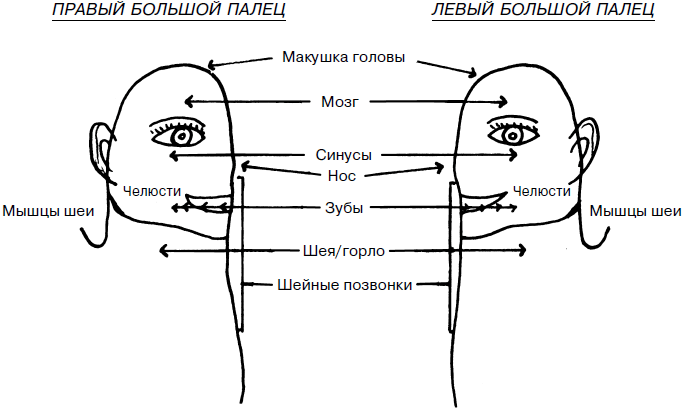 Макушка головы схема