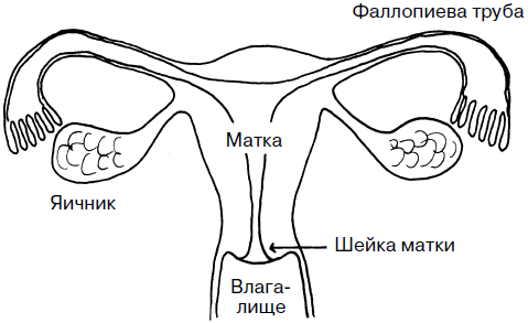 Как нарисовать матку