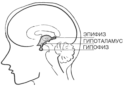 Гипофиз и эпифиз на рисунке отмечены цифрой