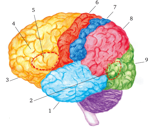 Brain 8 1. Зоны коры полушарий головного мозга. Сенсорные зоны больших полушарий. Функциональные зоны коры головного мозга. Зоны полушарий большого мозга.
