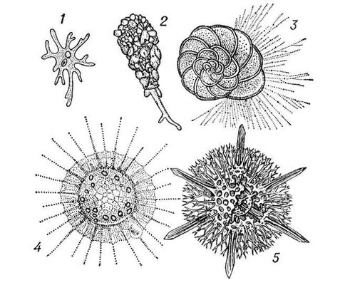 Определи название животного изображенного на рисунке радиолярия солнечник фораминифера амеба протей