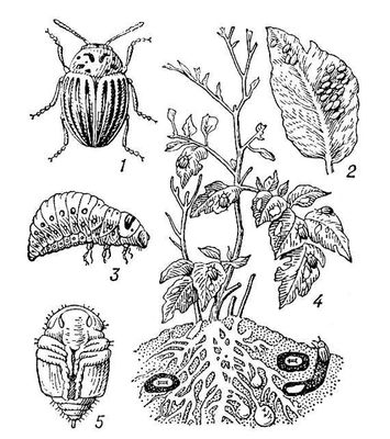 Какой тип развития характерен для колорадского жука изображенного на рисунке 1 обоснуйте