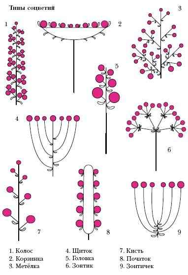Кисть зонтик початок головка. Типы соцветий. Типы сложных соцветий. Схема типов соцветий.