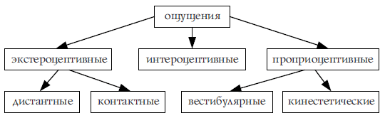 Классификация ощущений в психологии схема