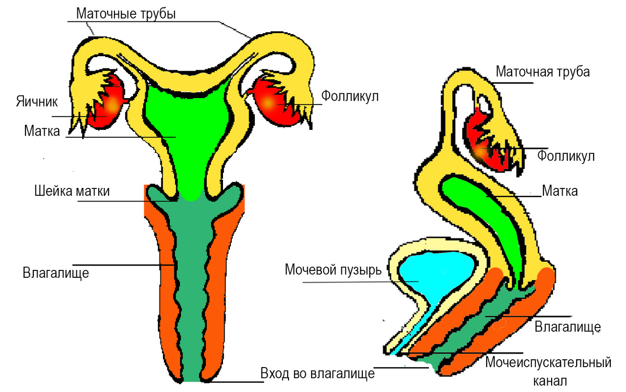 Строение вагины картинки