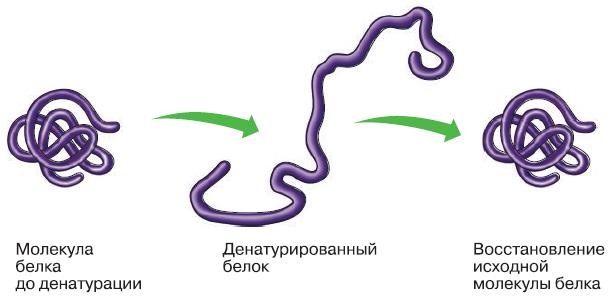 Денатурация белка схема