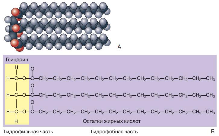 Схема образования молекулы жира