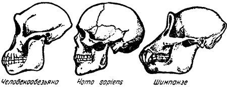 Череп человека и человекообразных обезьян. Череп человека и череп человекообразной обезьяны. Строение черепа человека и человекообразной обезьяны. Череп шимпанзе и человека.