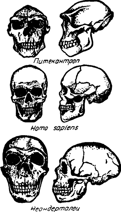 Три формы черепа. Форма черепа питекантропа. Череп питекантропа и человека. Строение черепа древнейших людей синантропа. Питекантроп строение черепа.