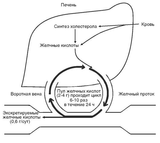 Энтерогепатическая регуляция желчных кислот схема по биохимии