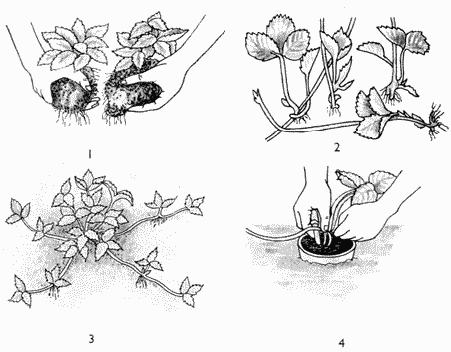 Размножение земляники. Размножение земляники делением куста. Размножение клубники делением куста. Размножение ремонтантной клубники делением куста. Деление куста ремонтантной клубники.