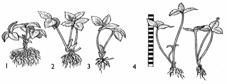 Как называется способ размножения садовой земляники изображенный на рисунке