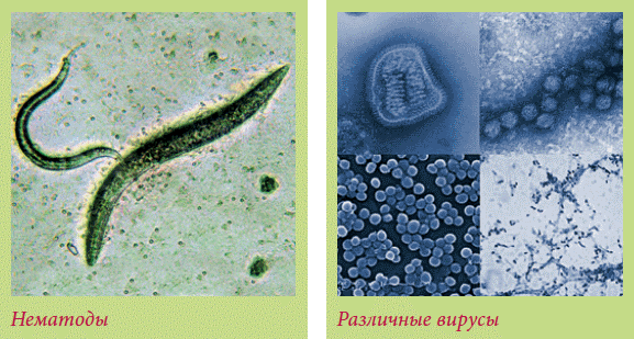 Мельчайшие организмы