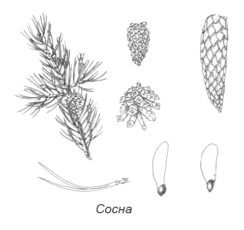 Шишка сосны обыкновенной рисунок. Ель обыкновенная хвоинки рисунок. Хвоинки сосны обыкновенной нарисовать. Хвоинки сосны обыкновенной рисунок. Рис хвоинок сосны.