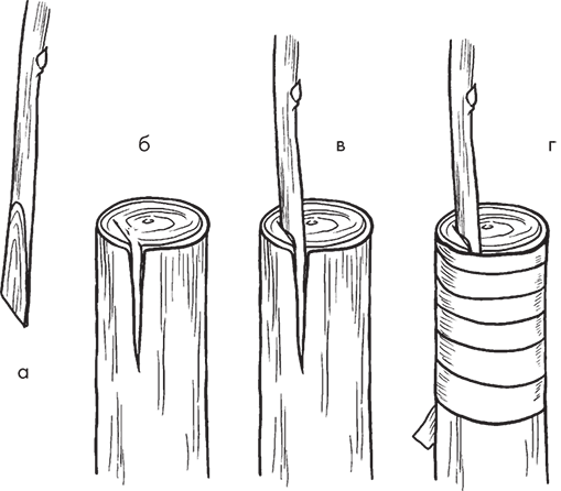 Прививка яблони в расщеп весной поэтапно с рисунком