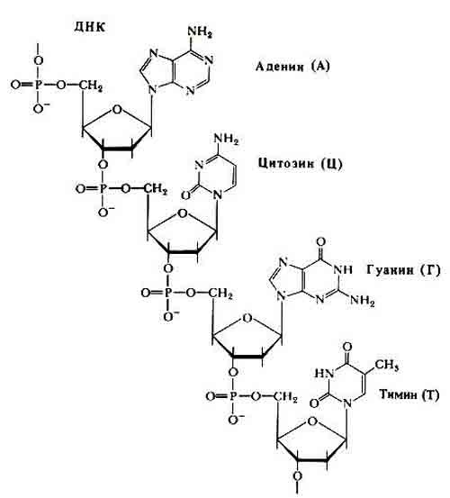 Четыре нуклеотида днк. Строение нуклеотида ДНК. Формула нуклеотида ДНК. Строение нуклеотида ДНК формула. Дезоксирибонуклеиновая кислота формула.