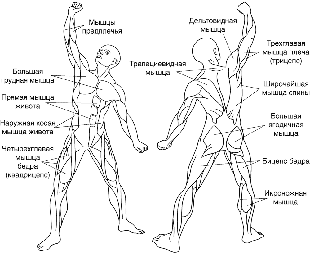 Мышцы в человеке схема