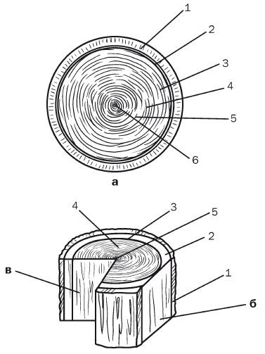 По рисунку с изображением поперечных распилов древесных стеблей определите