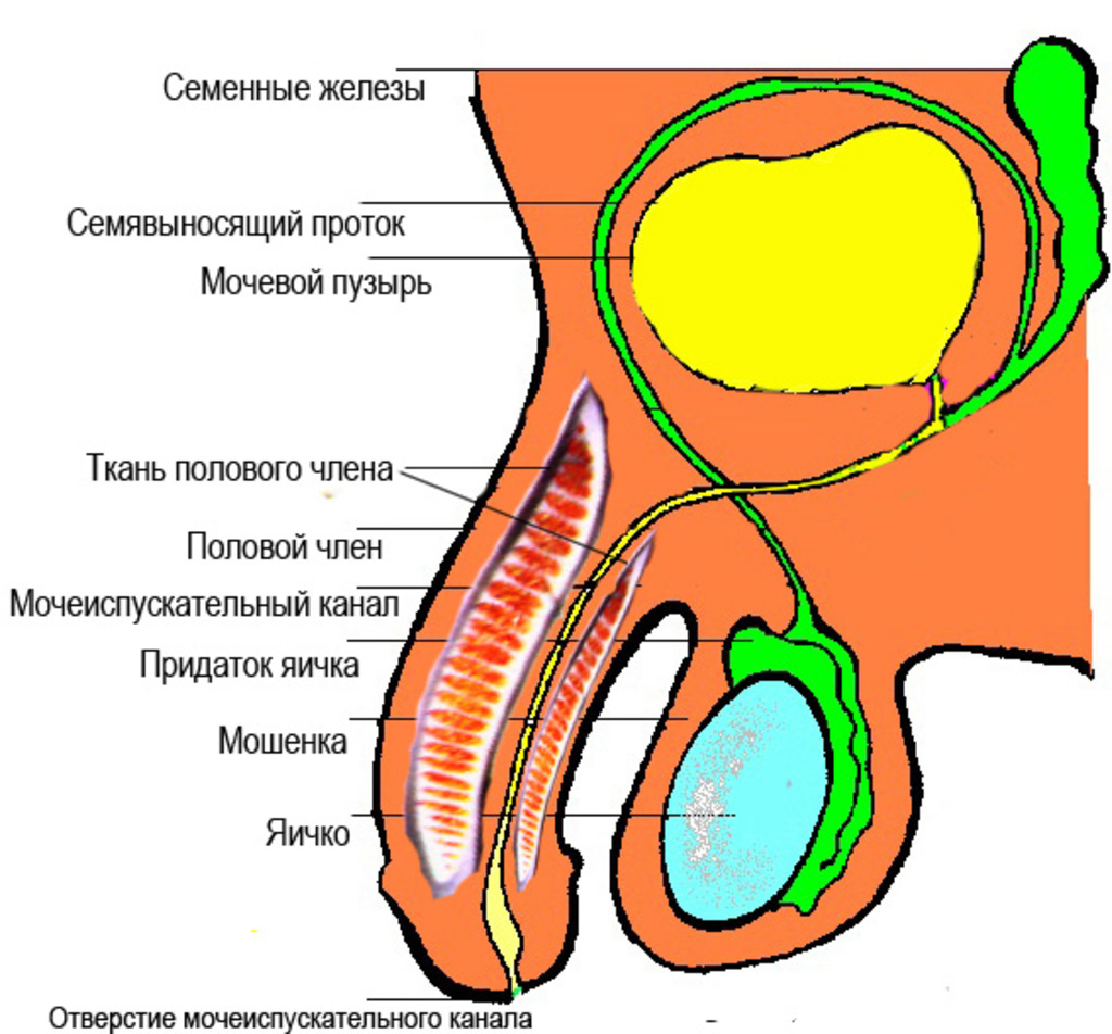 Мужской состоит. Мужской половой орган анатомия. Строение пениса анатомия. Схема строения полового члена.