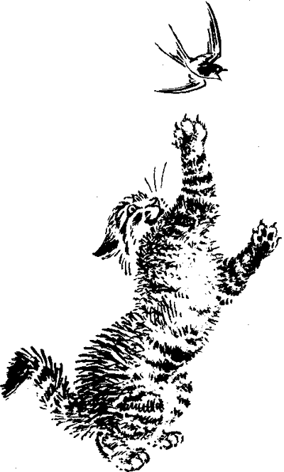 Беспризорная кошка читательский дневник. Королевская Аналостанка. Житков Беспризорная кошка иллюстрации.