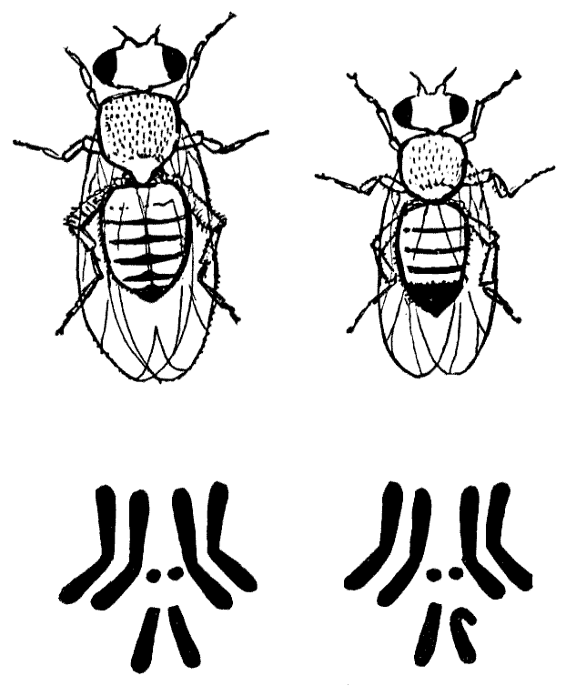 Мушка дрозофила пол. Кариотип дрозофилы. Кариотип мухи дрозофилы. Хромосомы мушки дрозофилы. Дрозофилы кариотип самца.