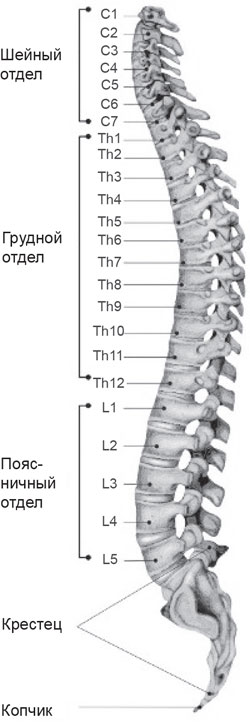 Th11 позвонок где находится фото