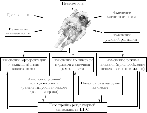 Факторы космического полета. Влияние космического полета на организм. Влияние условий космического полёта на организм человека. Влияние невесомости на организм человека.