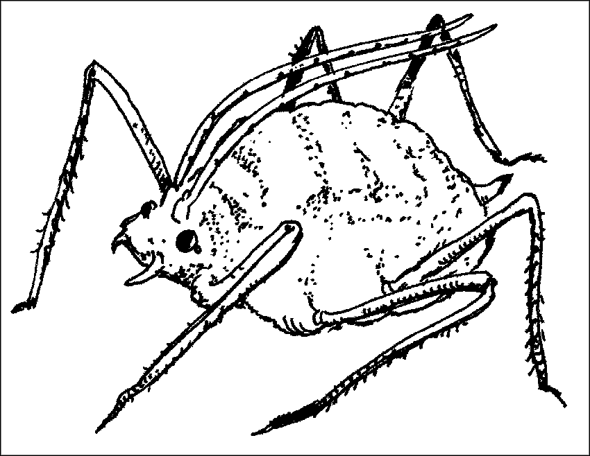 Как рисовать тлю