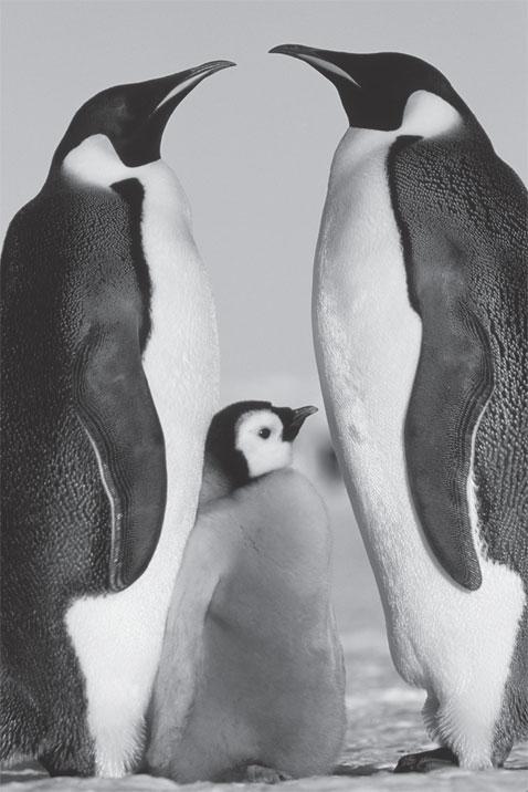 Пингвинья семья. Императорский пингвин в антарктиде. Пингвин какое семейство. Пингвин картинка. Пингвины королевские императорские.