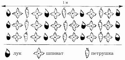 Схема посадки шпината в открытом грунте семенами