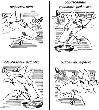 На рисунке изображена схема условного рефлекса у собаки какой