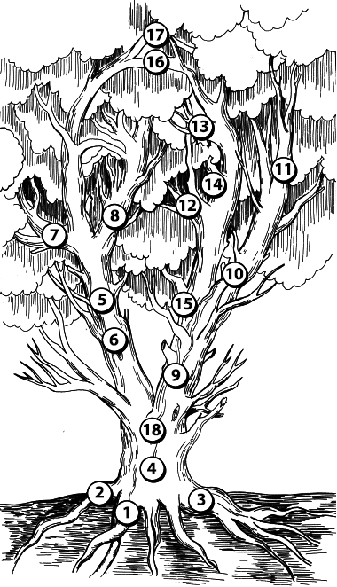 Рисунок дерева психология