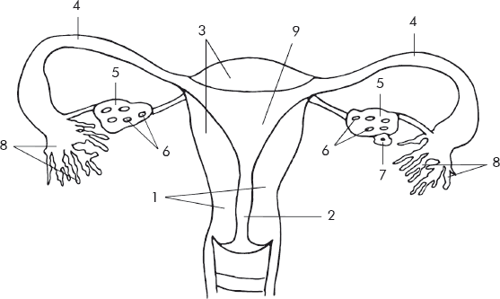 Строение женской репродуктивной системы в картинках
