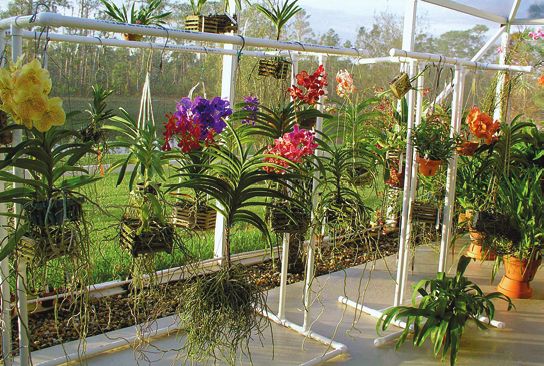 Теплица орхидей в пушкино. Орхидариум теплица. Орхидерариумы. Фаленопсис оранжерея.