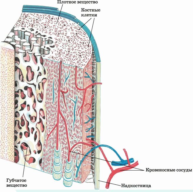 Костномозговая полость компактное вещество надкостница губчатое. Строение кости кровеносные сосуды. Строение кости биология. Костная структура. Схема строения кости.