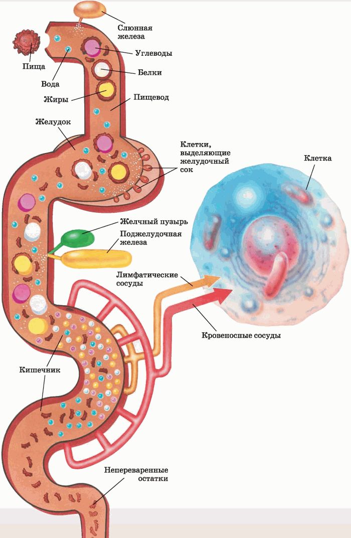 Процесс переваривания пищи у человека схема