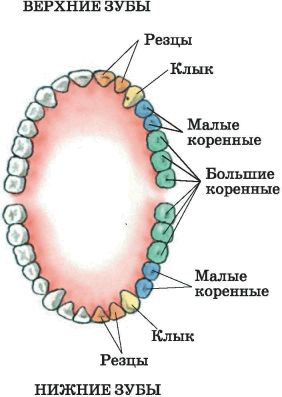 Зубы резцы где находятся фото