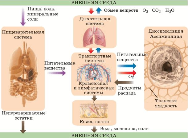 Обмен веществ энергетический и пластический схема